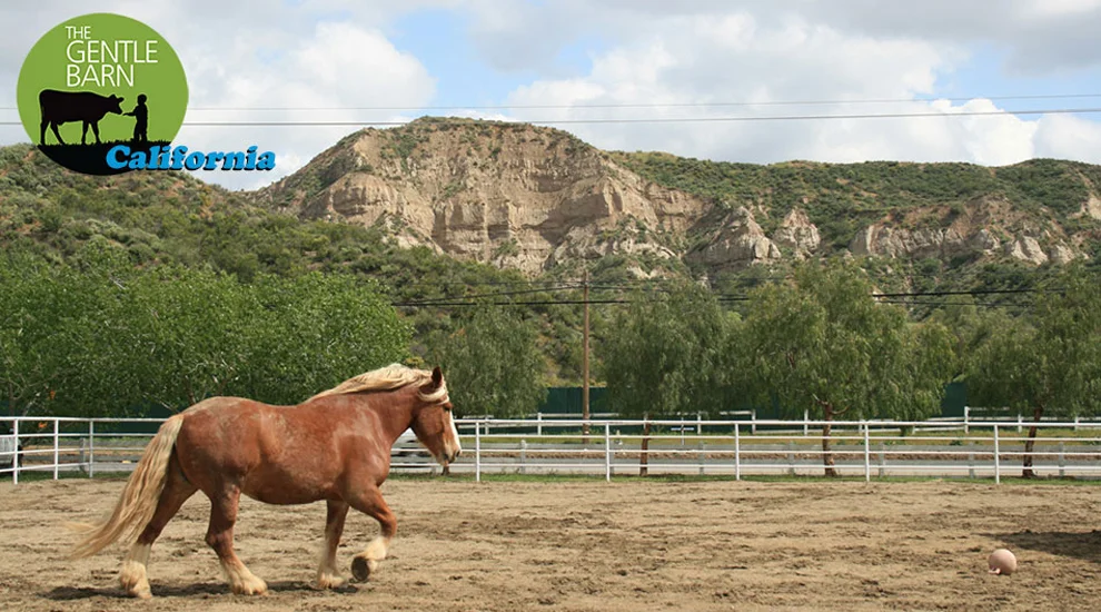 The Gentle Barn