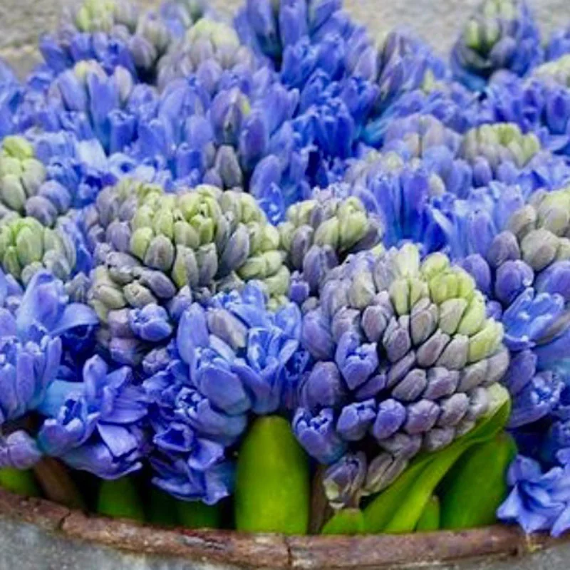 A field of blue hyacinth
