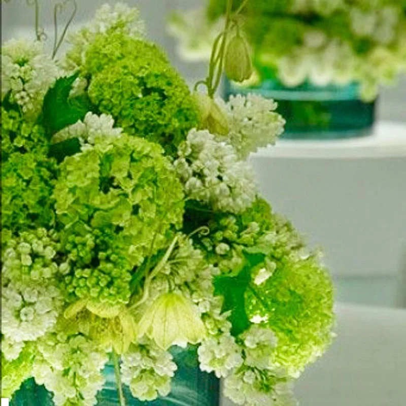 Viburnum and green hydrangea