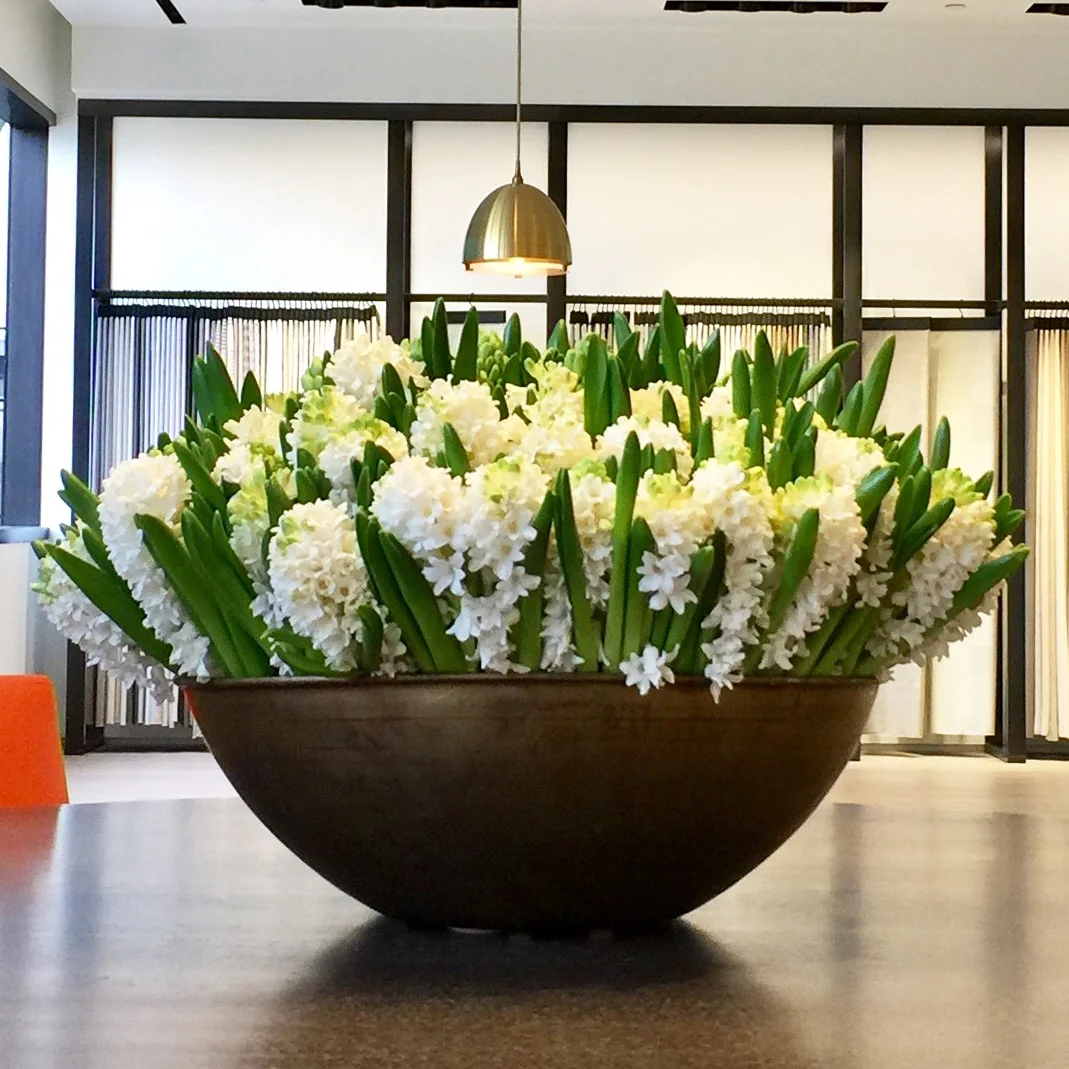 Hyacinth in a bronze bowl