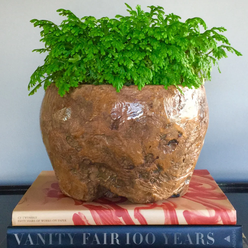 Burl wood planter with maidenhair fern